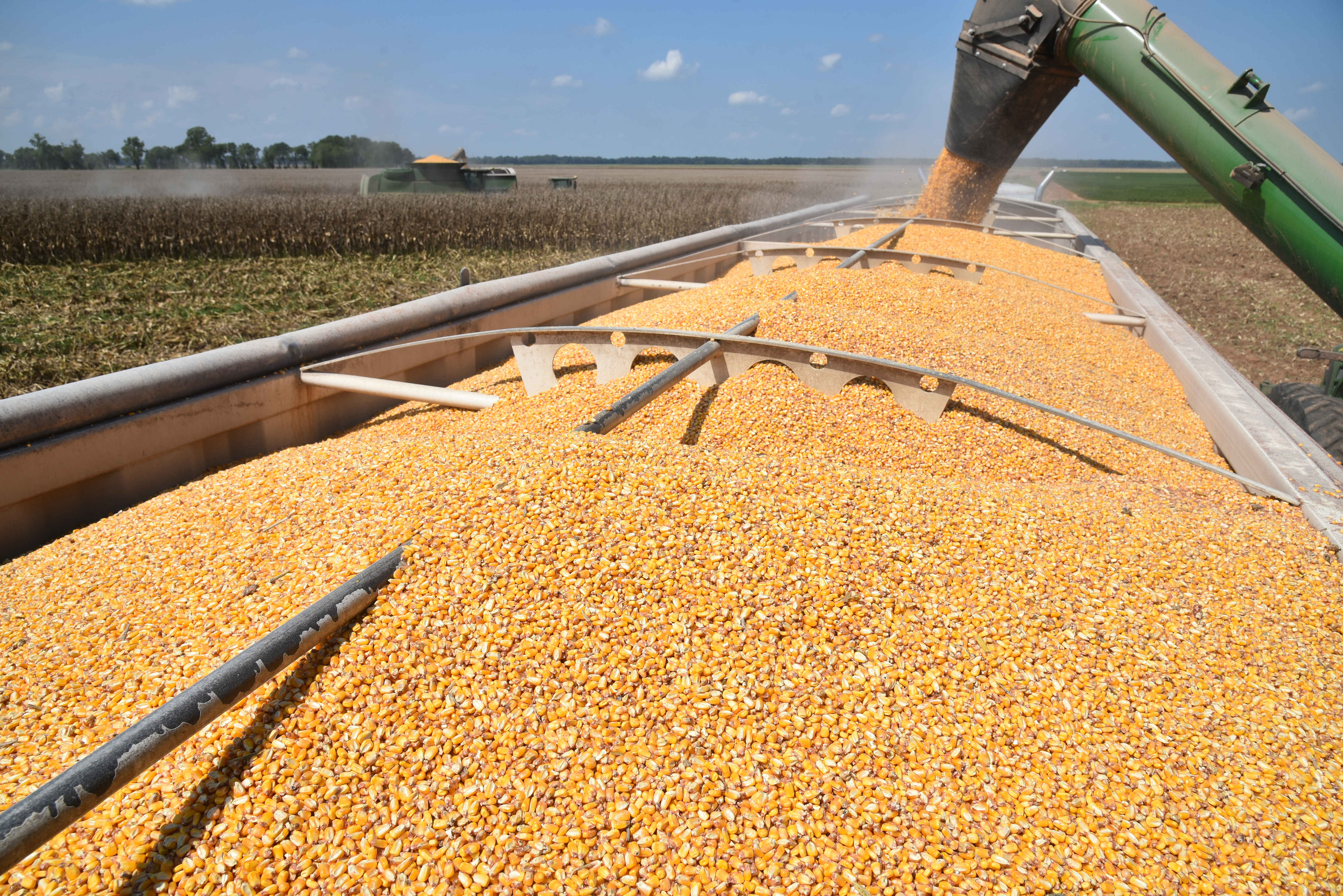 Corn harvest off to a disappointing start 